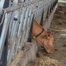 한국한우 이미지