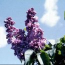 오월의수수꽃다리 이미지