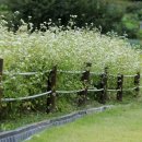 꽃이필무렵 이미지