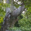 월평다라쿳당 이미지