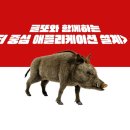 솔라클