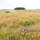 왕언니