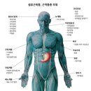 김나영건강얼굴바디연구실 | MCT 슈퍼셀 항노화 재생관리 후기 11년차 섬근통의 뷰티 건강 루틴