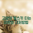 스키타는고양이 이미지