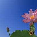 덕진-16 이미지