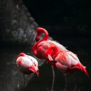 플라밍고 이미지