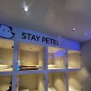 스테이펫_호텔 | [공지] 강원도 홍천 애견 펜션 수영장, 풀스테이 스테이펫 홍천 방문 후기
