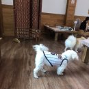 댕댕식당 이미지