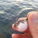 부일식당 이미지