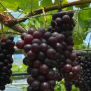 장성농원 이미지