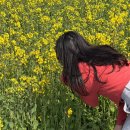 GS25 여주백년점 | Ep78. 제주 신화월드 호탤 앤 리조트 랜딩관 후기 ( 랜딩관 신화관 차이, 유채꽃밭 )