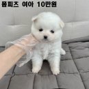 강아지분양 푸숑 포메 폼피츠 말티즈 말티푸 푸들 비숑 10~25만원 이미지