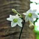 유카리스 이미지