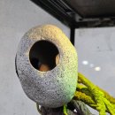 F51 | (국내최초!!) 뉴런 슈푸그릇 3종 8컬러, 정글바인 6종, 세라믹 게코 흡착형 은신처 출시기념 사용 후기~!