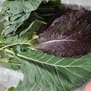 광명농장2 이미지