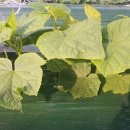 푸름농장2 이미지