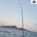 상사리(상) 이미지