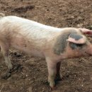 계명농장2 이미지