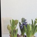 블랑-메이 이미지