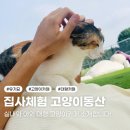 유기묘 대형 고양이카페 고양이동산 아이와 가볼만한곳 데이트 추천 집사체험하기