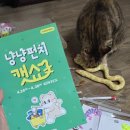 2026 냥냥펀치캣쇼 일산 내돈내산 잘산템 추천 애매템 후기