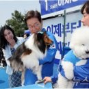 반려견 이미지