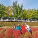 대한노인회광진구지회-1 | 아산 곡교천 은행나무길(2025.11.6)