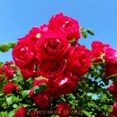 장미공원 주차장 이미지