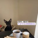 잠실준25시동물병원 이미지