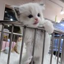 펫하임 강아지 고양이 이미지