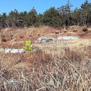 전남 신안군 장산면 공수리 / 임야 야산, 명당묘자리 캠핑장용지 문중묘지용지 납골당부지 귀농지 가족묘지부지 수목장용지 / 1 이미지