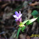 곡성-072 Daum카페