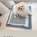 욜로홀로(yolohollo)