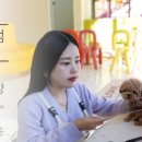 인천고양이분양 테디럽 이미지