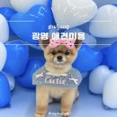 위글리 | [내돈내경] 경기도 광명역 일직동 애견미용샵 추천ㅣ위글리 포메라니안 가위컷 곰돌이컷 솔직 후기