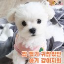 아기강아지 이미지