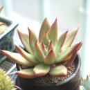 언니카페 이미지