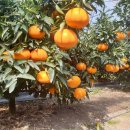 소나농장 이미지