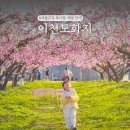 복사꽃향기 | 서울근교 드라이브 코스 끝판왕! 배꽃 복사꽃 카페 이천 도화지