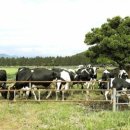 유유목장 이미지