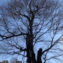 느티나무공원 이미지