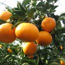 대문안 농장 이미지