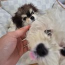 소화유치원 | 부천 애견 호텔 후기 강아지 유치원 추천 멍하우스