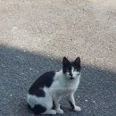 아망드크렘 이미지