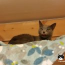 고양이 후추