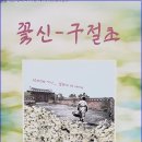 꽃신 구절초 이미지