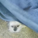 참신한헤어 이미지