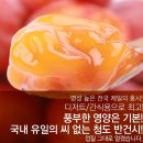 아이스만나 이미지