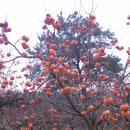 감나무골 이미지