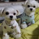 개멋지개 이미지